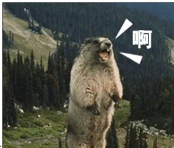 网红动物土拨鼠,网红动物的魅力与生活揭秘