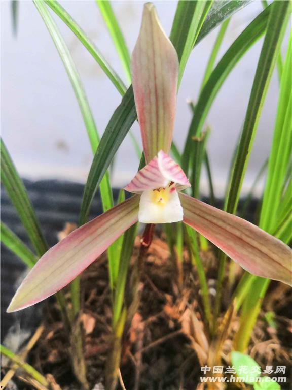 香兰草图片,自然芬芳的绿色精灵